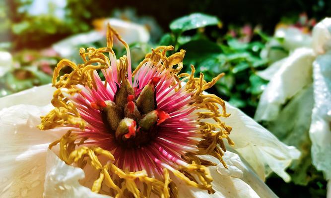 牡丹花语传说——花开富贵，花谢吉祥（中国传统文化中的花卉传说）