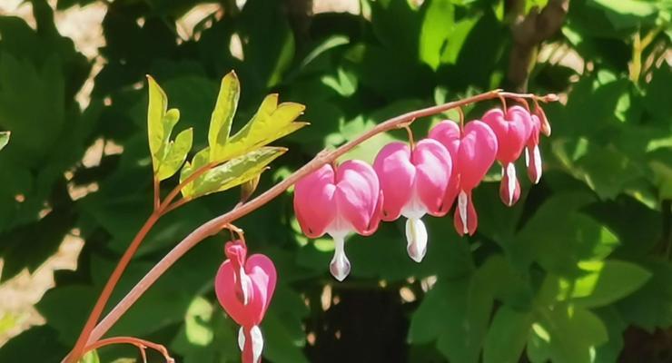 牡丹花语传说——花开富贵，花谢吉祥（中国传统文化中的花卉传说）