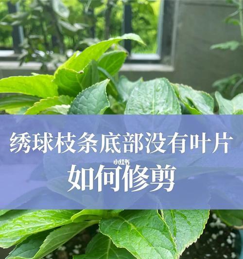 如何修剪出漂亮的绣球花（以美为主，修剪技巧与注意事项）