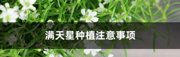 满天星种植方法详解（了解如何让满天星在你的花园里绽放）