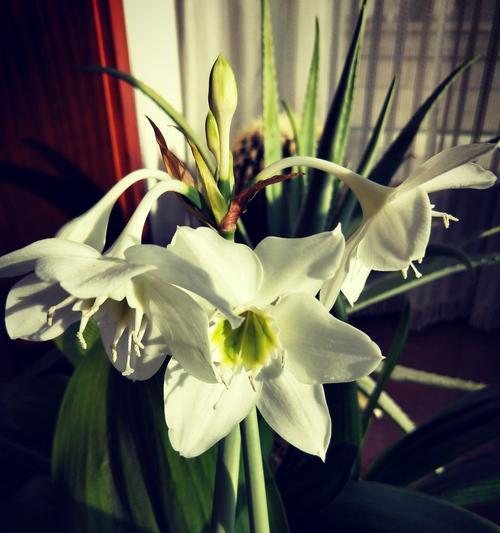 南美水仙的花语——传递爱与美的使者（探寻南美水仙的花语，领略其神秘魅力）