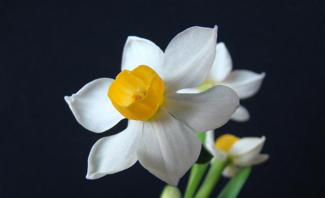 南美水仙的花语——传递爱与美的使者（探寻南美水仙的花语，领略其神秘魅力）