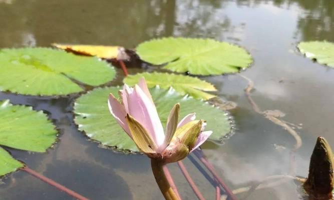 睡莲的开花和闭合时间剖析（探究睡莲开放的时间和特点，分析闭合的原因和影响）