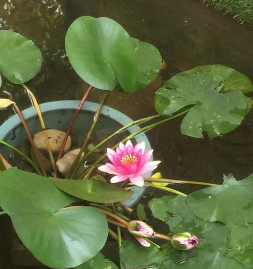 如何成功养殖水芙蓉花（打造美丽水景，让水芙蓉绽放）