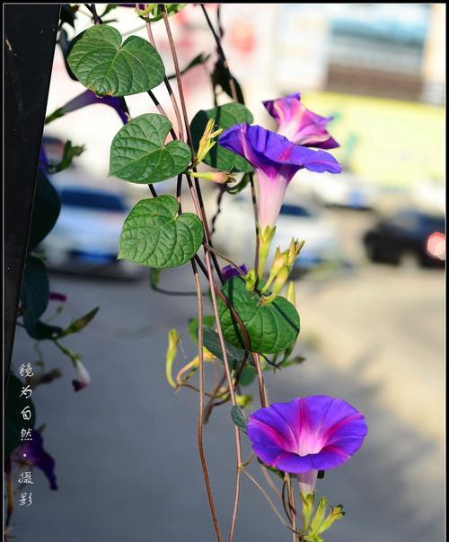 牵牛花（在牵牛花的花海中寻找真爱）