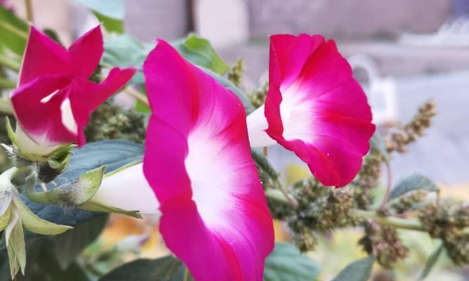 牵牛花（在牵牛花的花海中寻找真爱）