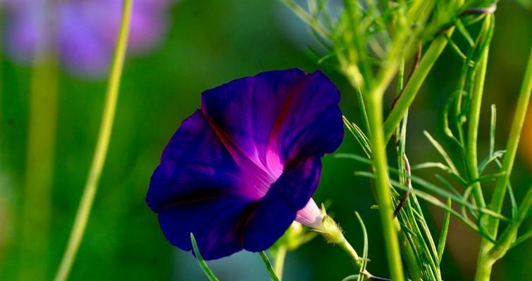 牵牛花的花语（探索牵牛花的含义和象征，以及它带来的魅力与神奇）