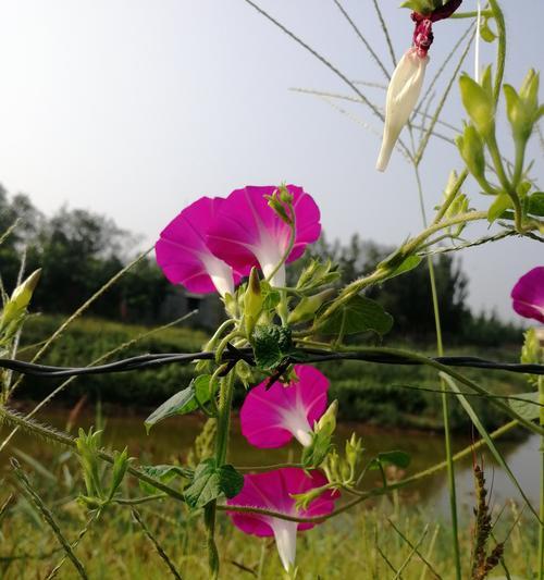 牵牛花（牵牛花在不同人群中的象征意义及寓意）