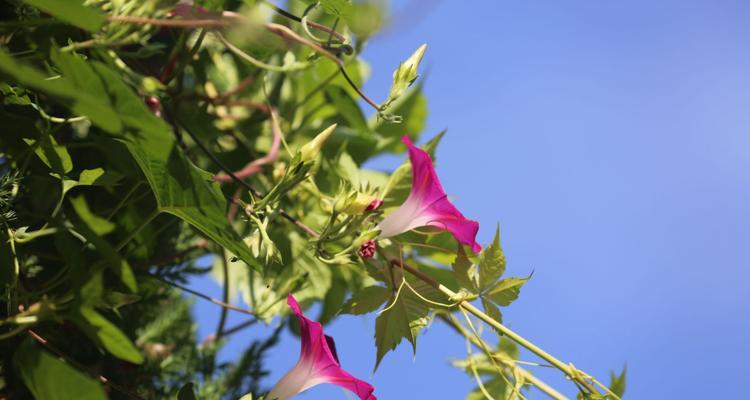 牵牛花（探寻牵牛花的浪漫寓意）