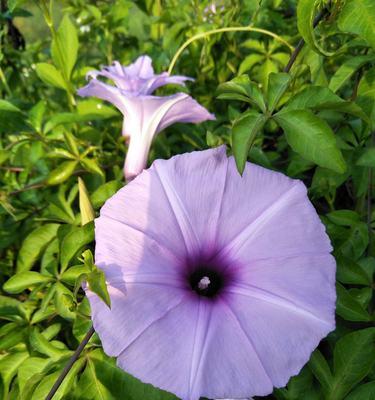 牵牛花（探寻牵牛花的浪漫寓意）