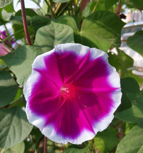 牵牛花的象征意义与寓意（探究牵牛花在文化与艺术中的重要地位）