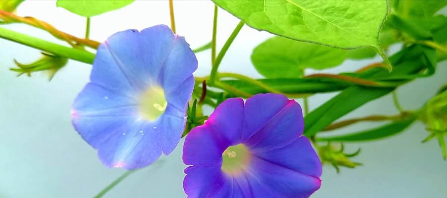 牵牛花的象征意义与寓意（探究牵牛花在文化与艺术中的重要地位）