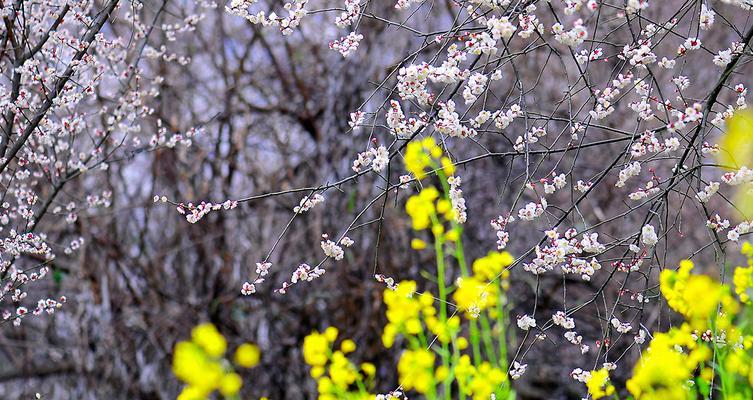 青梅花的花语——生命的坚韧与希望（以青梅花为象征，探寻生命的力量与勇气）