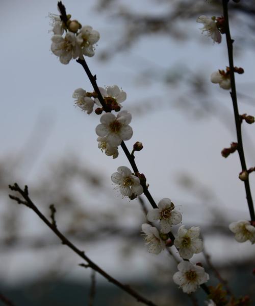 青梅花的花语——生命的坚韧与希望（以青梅花为象征，探寻生命的力量与勇气）