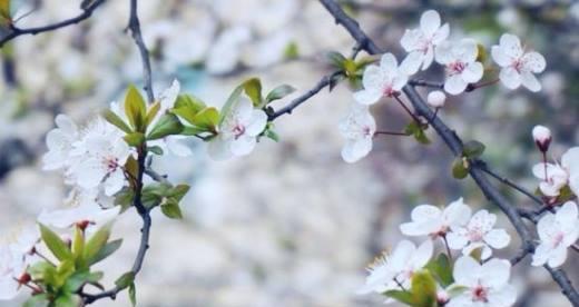 青梅花的花语——生命的坚韧与希望（以青梅花为象征，探寻生命的力量与勇气）
