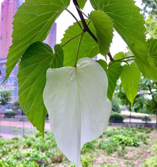 中国鸽子树的特点与栽培技巧（探秘鸽子树属于什么植物及其养护之道）