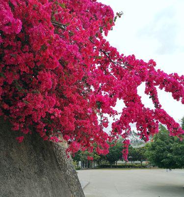 三角梅开花的寓意（揭示生命的绽放之美）