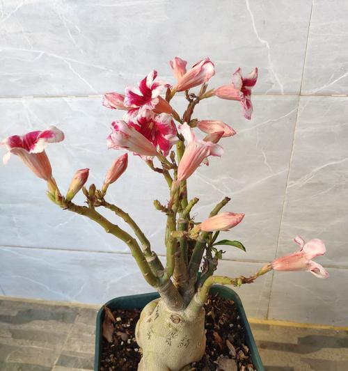 沙漠玫瑰花的花语（探索沙漠玫瑰花的花语，揭示其勇敢、坚强和美丽之魅力）