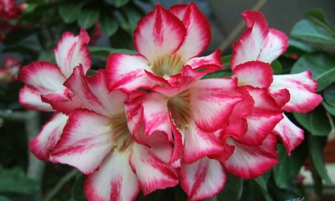 沙漠玫瑰花的花语（探索沙漠玫瑰花的花语，揭示其勇敢、坚强和美丽之魅力）