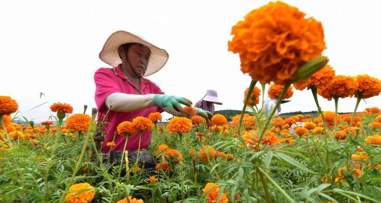 万寿菊种植全攻略（从选址到管理，打造丰收的秘诀）