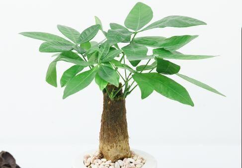 发财树的养护管理技巧（让你的发财树更健康、更美丽）