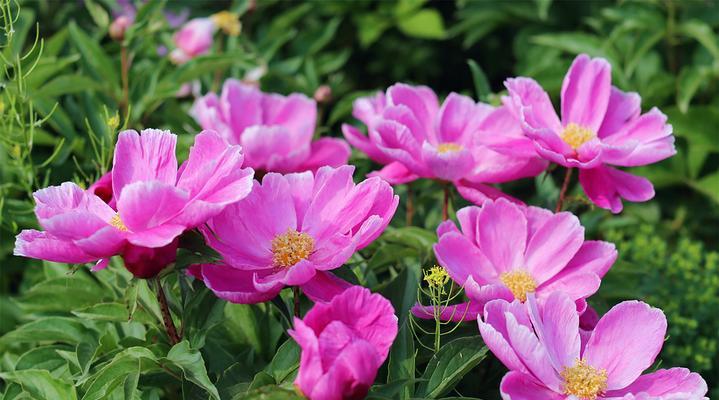 芍药花语养殖方法，打造美丽花海（从选种到施肥，关键步骤一一解析）
