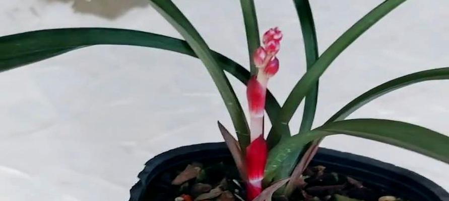 揭秘兰花发芽与生长的窍门（掌握兰花生长的关键时间，让您的花园更加美丽）