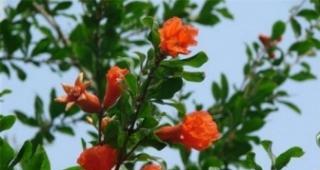 石榴花风水的秘密（揭开石榴花风水的神秘面纱）