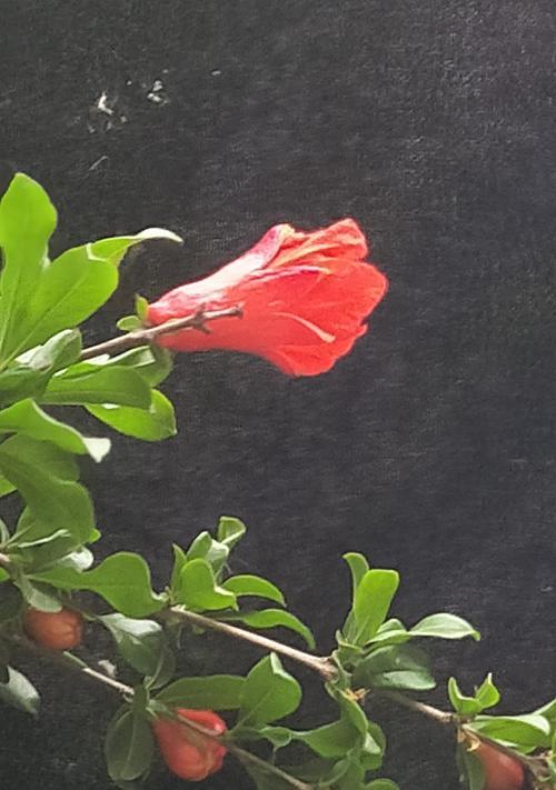 石榴花开，传说故事中的绚丽盛景（石榴花语与神话传说中的世界）