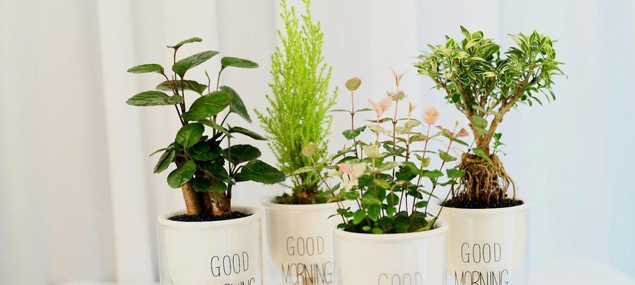 家里水培植物的养护技巧（让你的水培植物长势旺盛，绿色生活更健康）