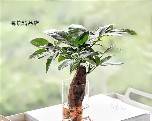 家里水培植物的养护技巧（让你的水培植物长势旺盛，绿色生活更健康）