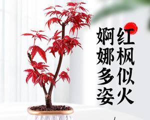 打造优美盆景，红枫树种植技巧（传授红枫树盆景种植心得，为您打造满园盛景）