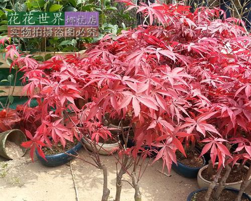 打造优美盆景，红枫树种植技巧（传授红枫树盆景种植心得，为您打造满园盛景）
