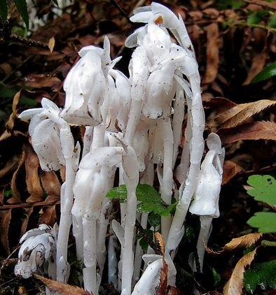 水晶兰花语——花中的神秘力量（解读水晶兰花所传递的深刻寓意）