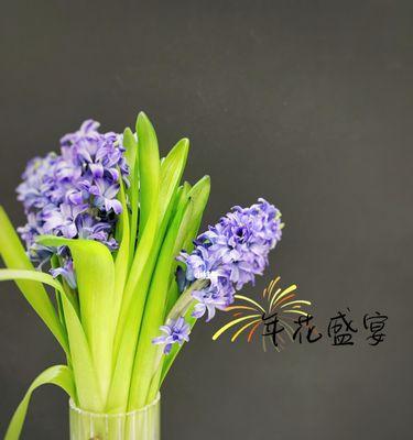 水培风信子花语（探索水培风信子的花语意义及养护方法）