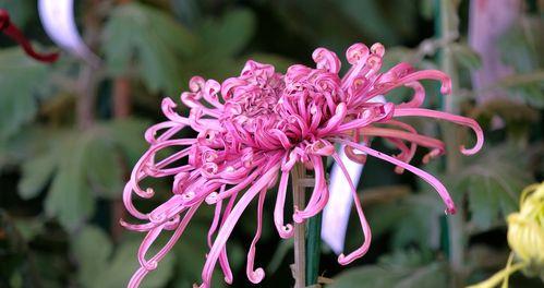 菊花形状分类详解（探秘菊花的姿态与形态）