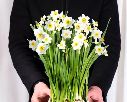 探秘水仙的花期之谜（揭开水仙花期背后的神秘面纱，一探花开美景的时间规律）