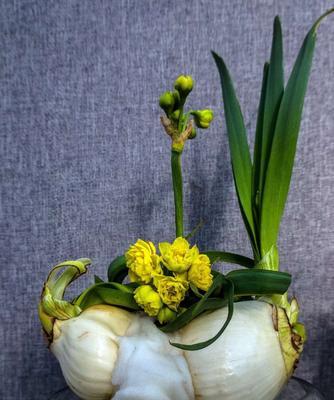 水仙花（一朵白色的水仙花，带给我们的是什么？）