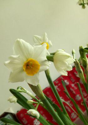 水仙花在日本的花语——传递美丽与希望（日本水仙花的独特意义与文化底蕴）