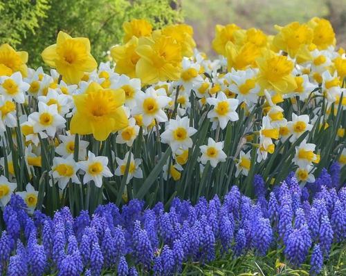 水仙花在日本的花语——传递美丽与希望（日本水仙花的独特意义与文化底蕴）