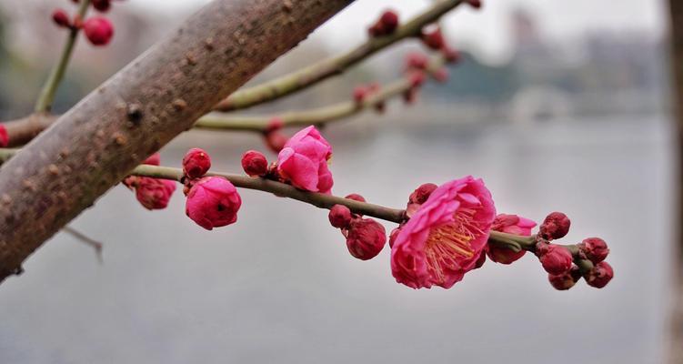 水仙梅花的寓意与象征意义（揭示水仙梅花的美丽之谜与心灵启迪）