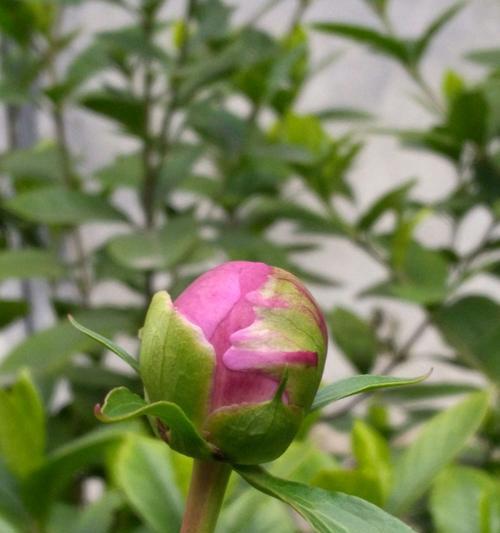 芍药开花时间及开花习惯（春季花开，芍药白天或夜晚开花？）