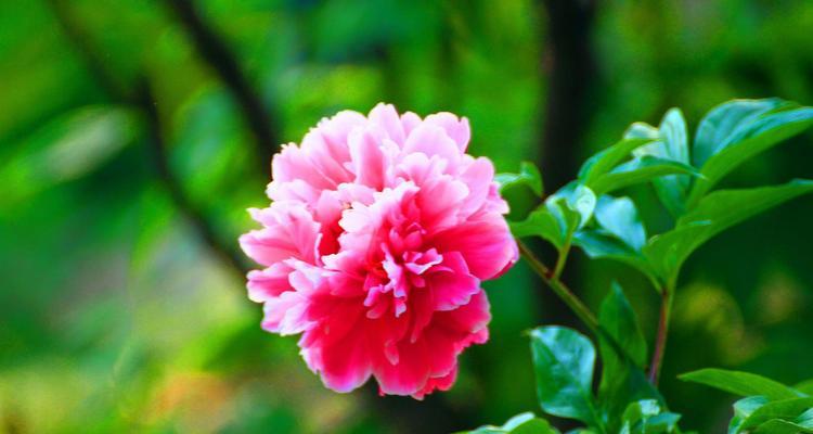 芍药开花时间及开花习惯（春季花开，芍药白天或夜晚开花？）