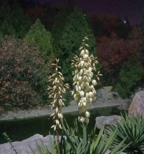 丝兰花语之美——传递爱与祝福的花朵（以丝兰花为媒，传达温暖与美好的祝愿）