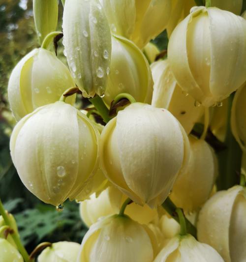丝兰花语之美——传递爱与祝福的花朵（以丝兰花为媒，传达温暖与美好的祝愿）
