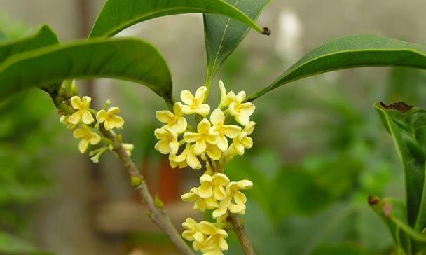 四季桂花的花语与意义（四季桂花的四个时节）