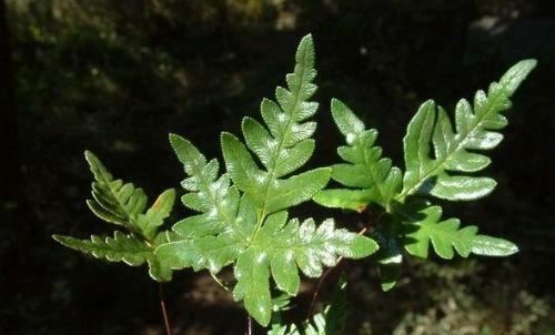 探秘常见蕨类植物的美妙世界（认识蕨类植物，发现自然奇观）