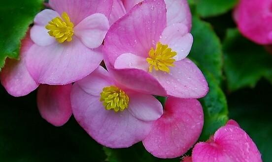 四季海棠花（从春至冬，感悟四季海棠的花语）