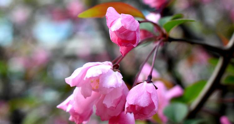 四季海棠花的花语与魅力（探寻四季海棠花的四季之美与人生哲理）