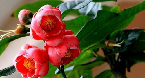 四季海棠花的花语与魅力（探寻四季海棠花的四季之美与人生哲理）